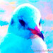 seagull